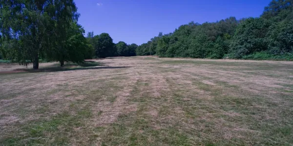 Devastation on Earlswood Common